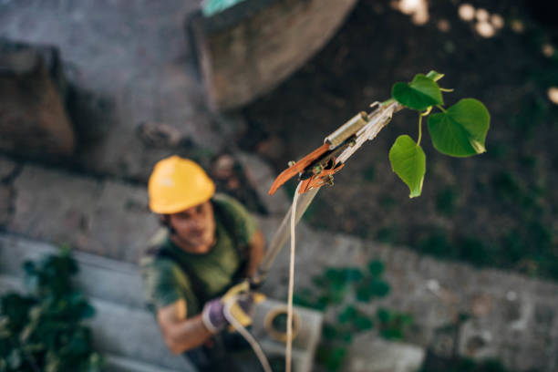 Best Residential Tree Removal  in San Pablo, CA